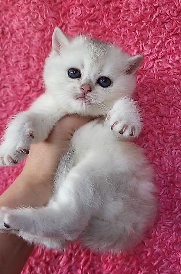 Pişiklər: Şinşilla — 8