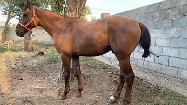 Лошади, кони: Продаю | Конь (самец) | Полукровка — 1