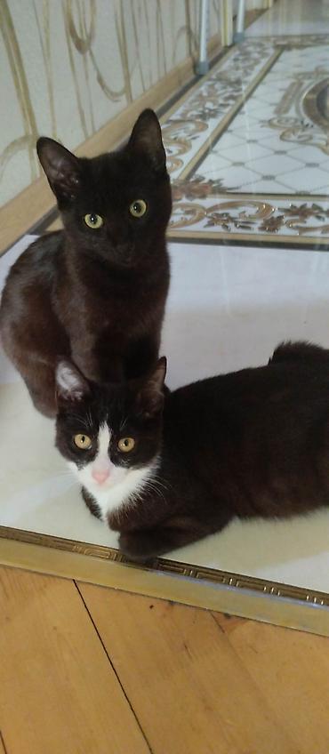 Pişiklər: Yaxşı əllərə — 12