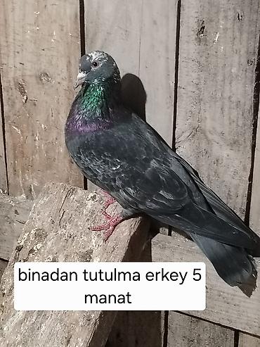 Heyvanlar: Məhsul: göyərçinlər - Erkək “goy boyun” göyərçin – tutulma. Ağ — 4
