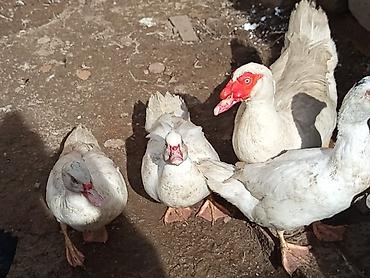 Ördəklər: Kom şeklinde SATLİR Erkey 2 denedi 10 dişi di tecılı satlir erkeyler — 22