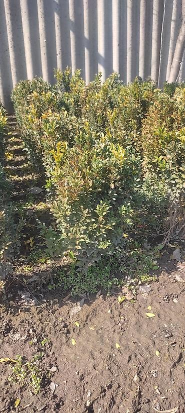 Другие декоративные деревья: Самшит — 4