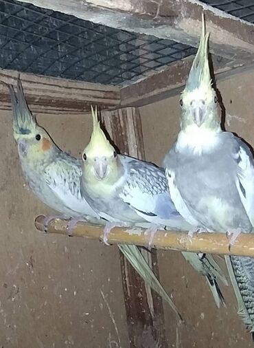 Tutuquşları: Diqqet quslarin altinin ve yerinin temizliyine fikir verin — 8