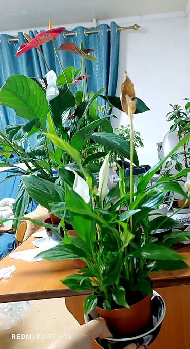 сдаётся квартира на длительный срок в районе кызыл аскерь: 1 комната, Собственник, Без подселения, С мебелью полностью
