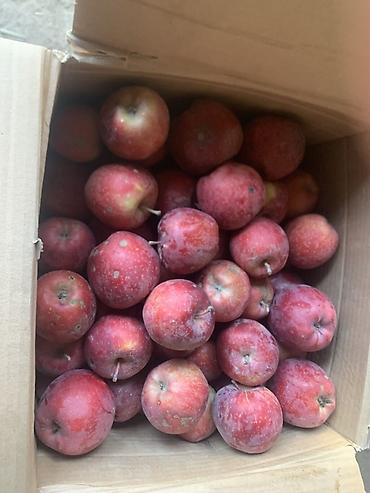 продаю курицу: Яблоки Превосходное, В розницу — 1