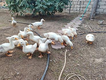 Утки: Ağ rəngli ördək balaları – təsərrüfat və həyət üçün Məhsul təsviri: - — 1