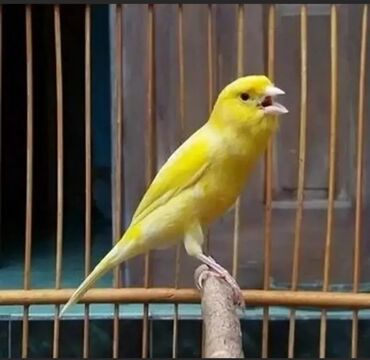синяя птица: Канарейки жёлтый поющий самец возраст 1 год