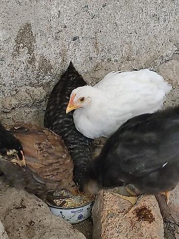 cucə fermasi: Toyuq cücələri, Damazlıq, Ünvandan götürmə — 4