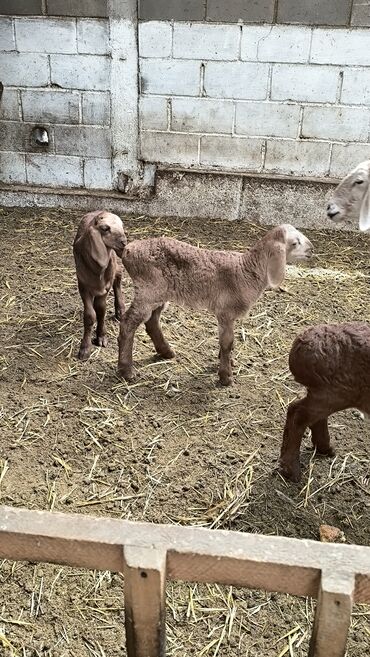 Бараны, овцы: Продаю | Баран (самец) | Арашан | Для разведения | Племенные — 9