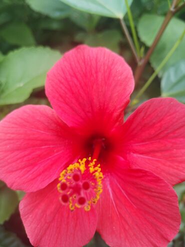 Otaq bitkiləri: Otaq bitkiləri – Fikus elastika kolleksiyası və digər dekorativ növlər — 22