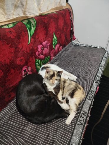 Отдам даром кошку: Котята трёхцветной окраски - Домашние котята с ярким черепаховым и — 15