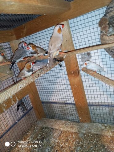 Amadinlər: Amadinlər Satış zebravıy sadə amadinlər benqal amadini risovka risoviy — 13