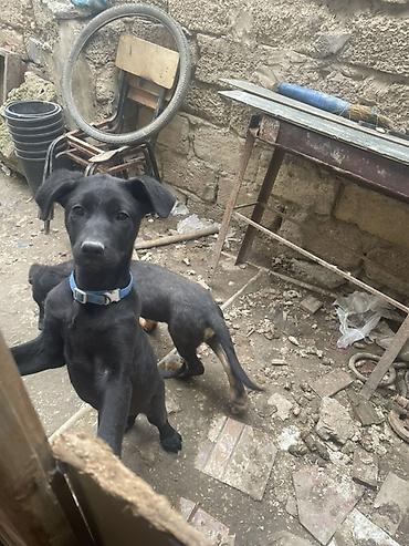it toy pudel: Labrador-retriver, 7 ay, Peyvəndli — 3