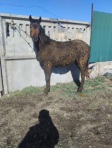 Лошади, кони: Продаю | Жеребенок | Для разведения | Племенные — 4