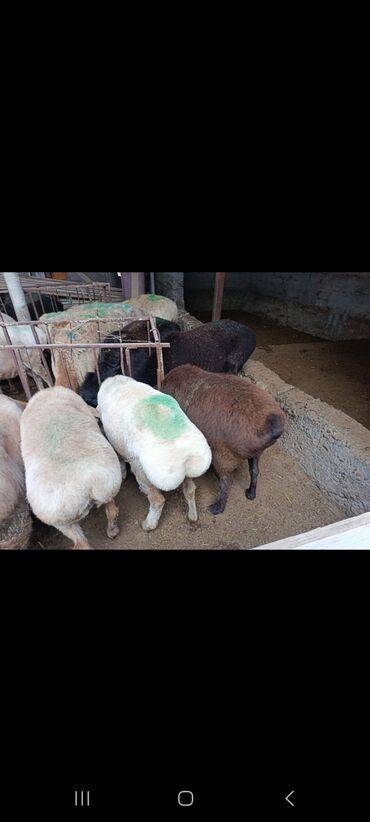 Бараны, овцы: Продаю | Овца (самка) | На забой — 5