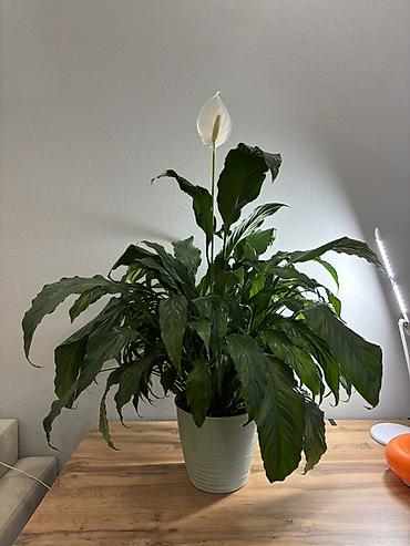 материнское счастье цветок: Спатифиллум (Spathiphyllum; женское счастье) - Высота вместе с — 1