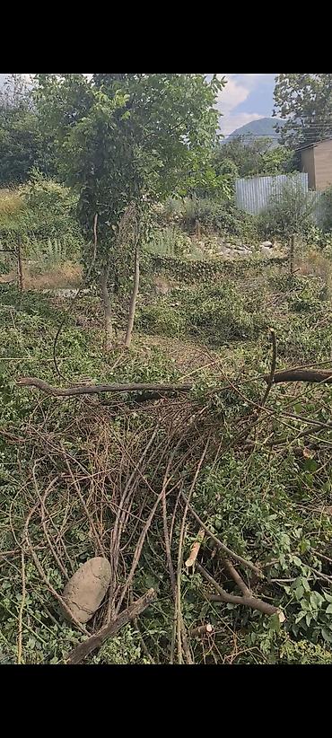электро набор: Продам на дрова орех, яблоню, сливу. Есть ветки кусты после — 2