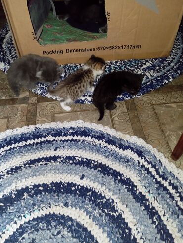 Коты: Котята для бронирования
родились 20 марта
осталось 3 кошечки