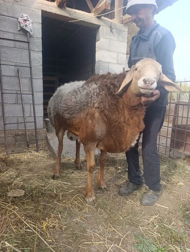 дом кошек: Продаю | Баран (самец) | Арашан | Для разведения | Племенные, Осеменитель