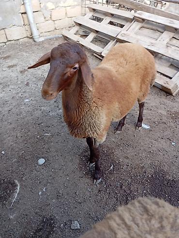 Qoyunlar, qoçlar: Erkey togludu fevral quzusudu — 3