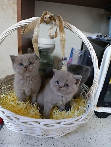 balaca akvarium: Britan, Yaxşı əllərə — 4