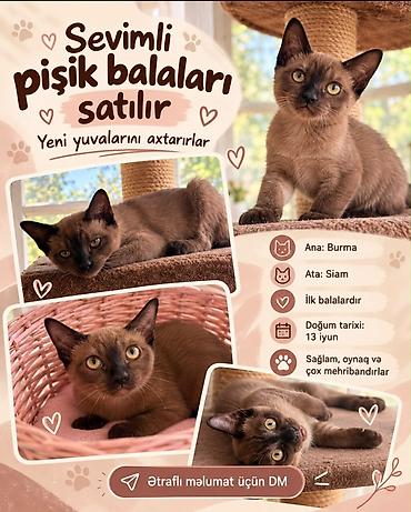 Siam, Yaxşı əllərə
