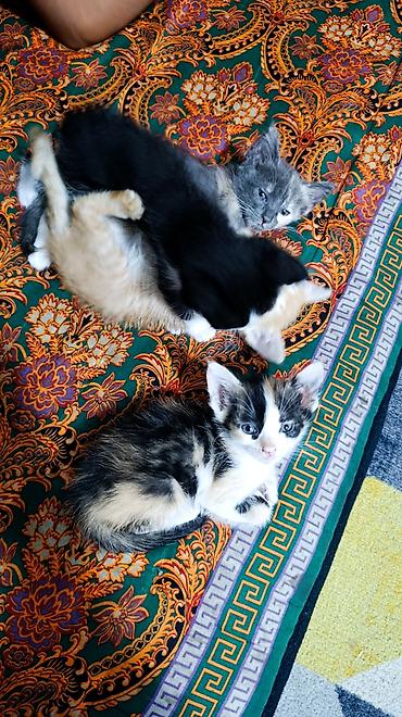 Продажа кошек: Котята, домашний отдам в добрые руки лоток ходит сами кушают 2 месяца — 4