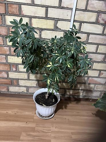 шефлера цветок: Шефлера (Schefflera arboricola), пестролистная форма, крупное — 1