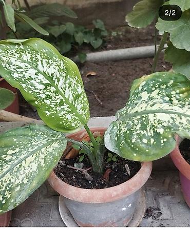 diffenbaxiya bitkisi: Dieffenbachia 6 AZN satilir - Növ: Dieffenbachia, ağ ləkəli-yaşıl — 1
