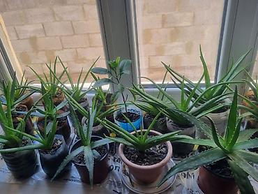 pet банки: Алоэ (Aloe vera) в горшках — домашние суккуленты - Разные экземпляры — 2