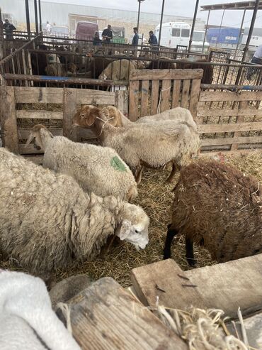 cins inekler: Dişi, il: 4, Ətlik, Ödənişli çatdırılma