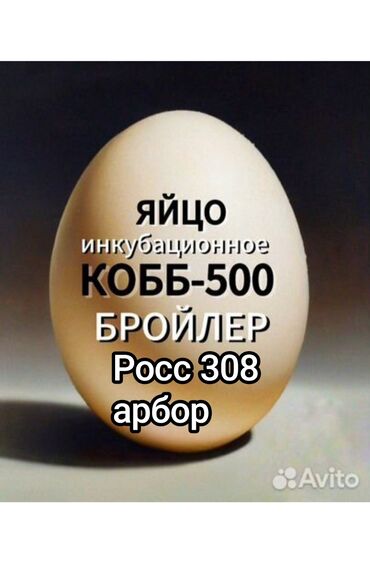 Куры, петухи: Продаю | Инкубационные яйца | Бройлерная, РОСС 308, Арбор айкрес | На забой, Для разведения