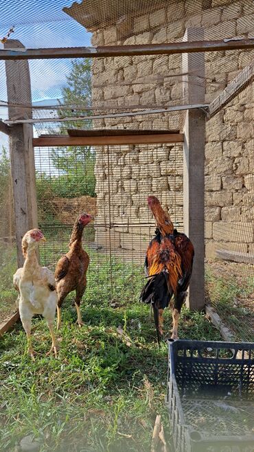 ababil quşu: Salam herkese 3 fere 1 xoruz tam saglam hevanlardi ferenin 1 ri bu il