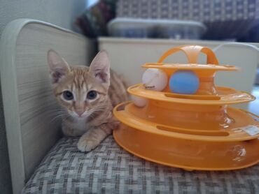 крыса домашняя: 4 месяца, Мальчик, Приучена к лотку, Проглистована