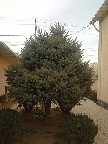 маленькие елки: Ель🌲 - Крупномер, сформированная правильной конусовидной кроной. - — 3