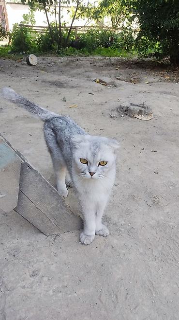 кошка шиншила: Шотландская вислоухая кошка, окрас серебристый шиншилла (серо-белый с — 1