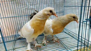 птицы голуби: На продажу голуби, пискуны турецкой Таклы. На последних фото родители