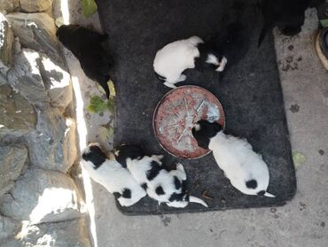 отдаю в добрые руки: Даром, район турбазы Бишкек 7 октября родились двортерьеры !