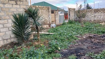 Torpaq sahələrinin satışı: 10 sot, Tikinti, Barter mümkündür, Kupça (Çıxarış) — 8