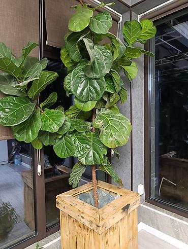 Фикусы: Продаются цветы, разные виды, сорта, большие и маленькие домашние и — 12