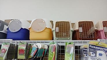 Pişiklər: Erkək, Pulsuz çatdırılma — 10