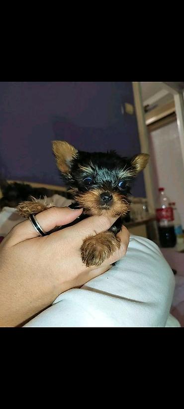 Psi: Jorkšir terijer – štenci iz kućnog legla majka ima kilo i po otac 980 — 5