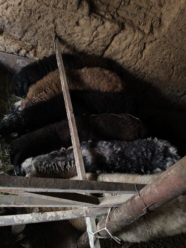 Бараны, овцы: Продаю | Баран (самец) | Полукровка | На забой | Кастрированные at lalafo.kg — 6 Бараны, овцы: Продаю | Баран (самец) | Полукровка | На забой | Кастрированные — 6