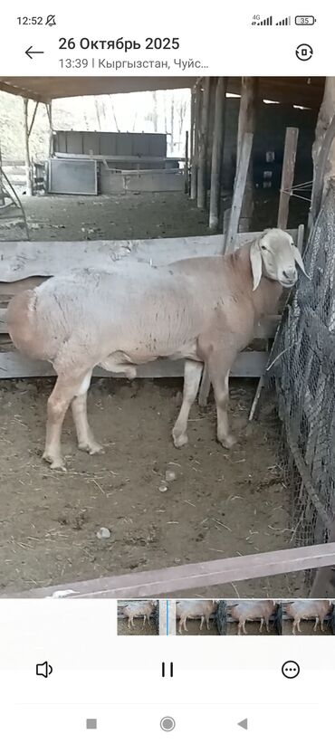 купить горох кормовой: Сатам | Кочкор (эркек) | Эдильбай | Көбөйтүү үчүн | Жасалма жол менен боозутуу