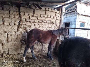 витамины для животных: 10 айлык тайлар сатылат