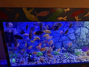 Akvariumlar: Аквариум - 2 м ( 7,000 Манат Цена -da lalafo.az — 17 Akvariumlar: Аквариум - 2 м ( 7,000 Манат Цена — 17