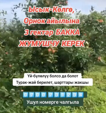 дворник бишкек: Тез арада ысык-көлгө, орнок айылына 3 гектар бакка жумушчу керек