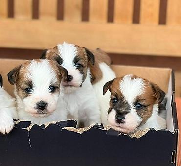 beba rotvajler: Oštrodlaki Džek Rasel terijer (Jack Russell Terrier) štenci — 4