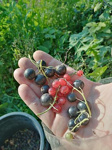 Другие услуги: Продаётся саженцы 2-3 летки чёрной смородины Титания, красной — 8