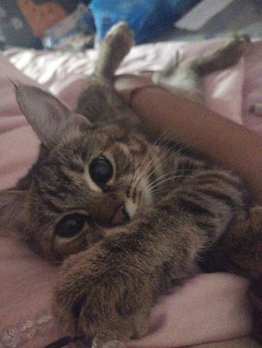 Отдам даром кошку: Кошка даром: Беспородная, Девочка — 3